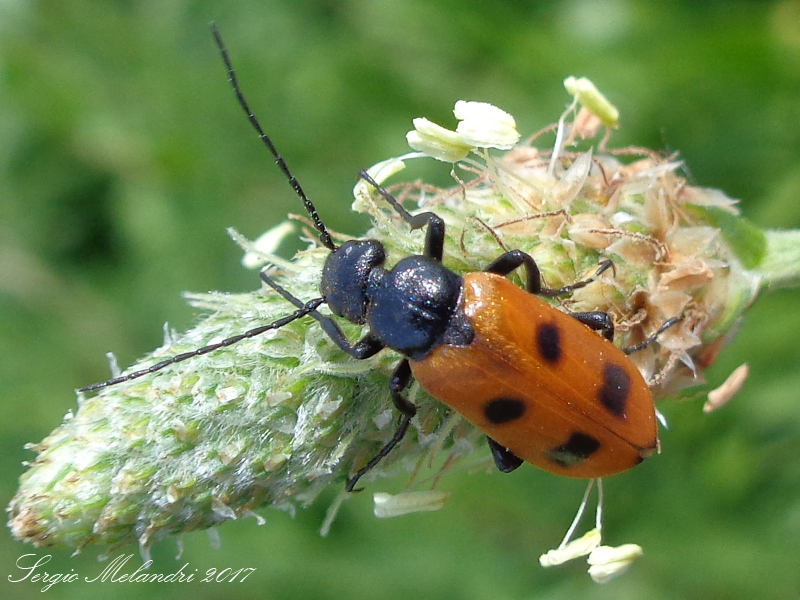 Meloidae - Euzonitis quadrimaculata